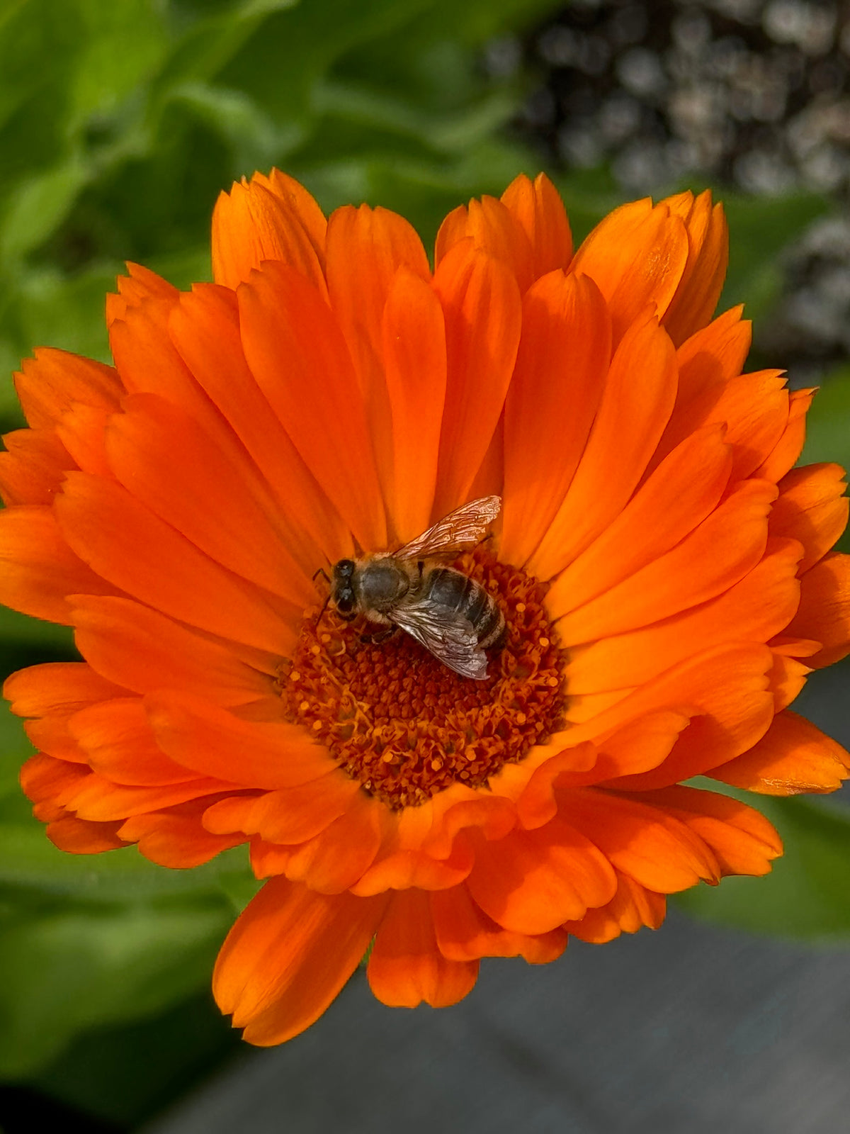 A close-up of a bright orange marigold flower with a small bee resting on its center, set against a blurred green and gray natural background.