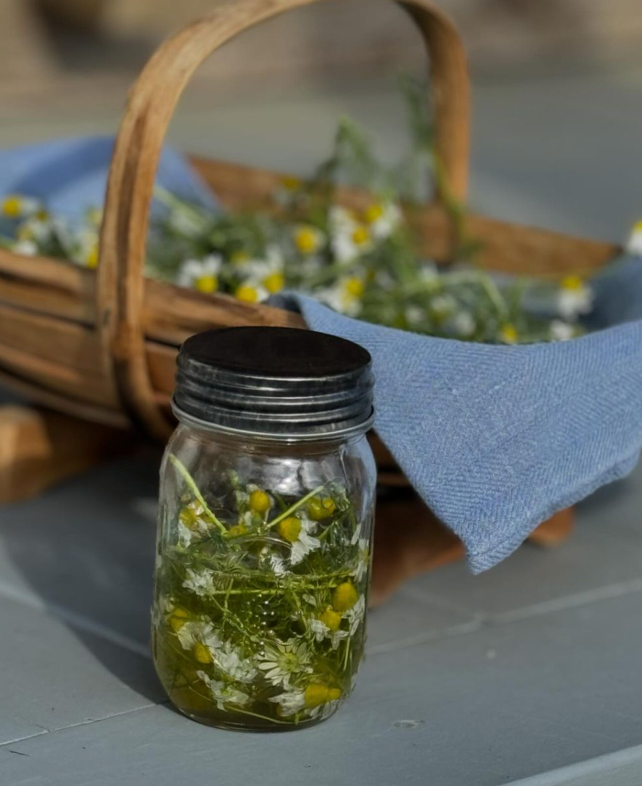Jar filled with chamomile and castor oil on a table with a basket filled with chamomile in the background.