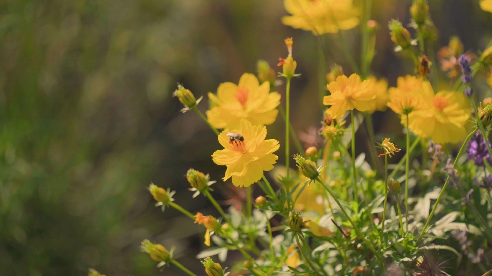 Yellow wildflowers with green stems in a sunlit field, with a small bee on one flower and a soft blurred natural background.